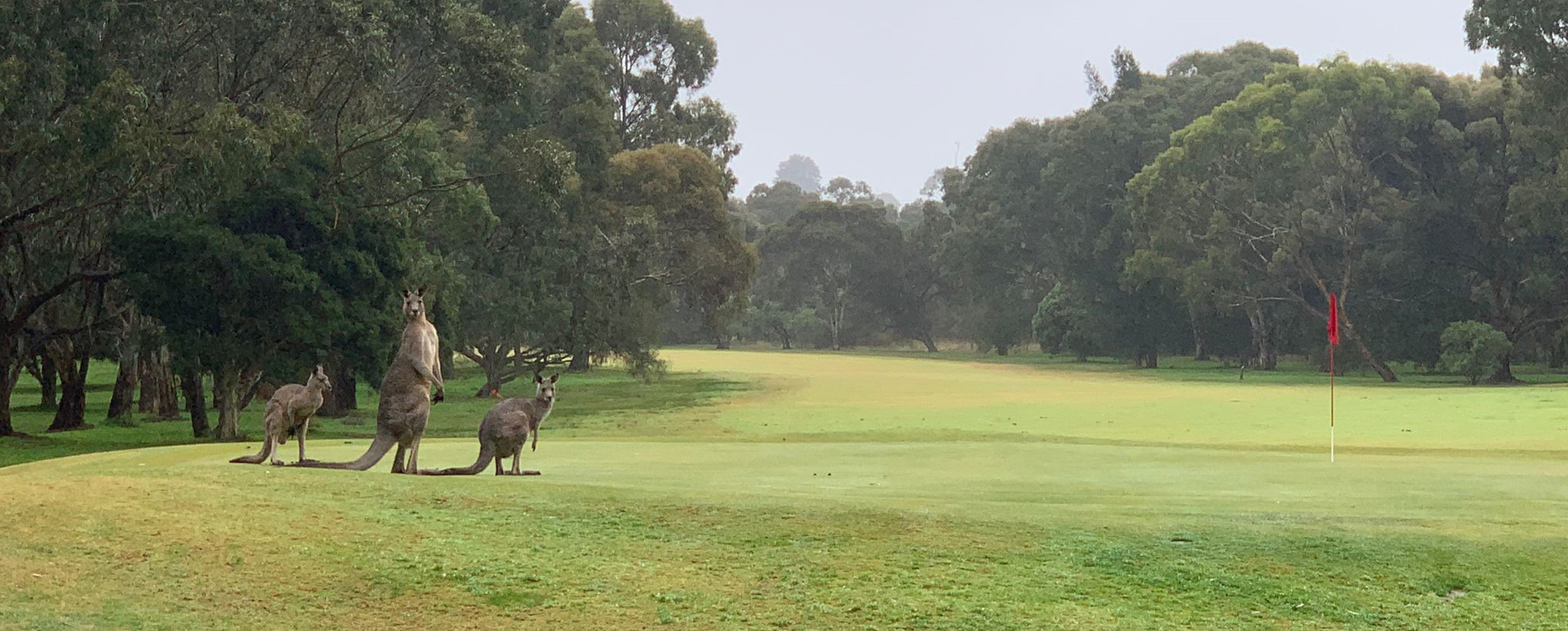 Bunsoora Park Public Golf Course_kangaroos